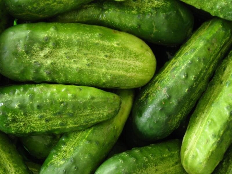 A cucumber is not a vegetable but a fruit