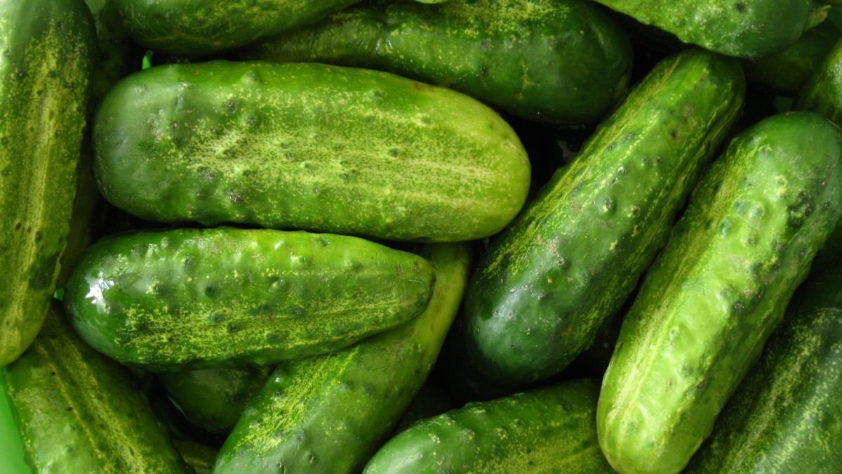 A cucumber is not a vegetable but a fruit