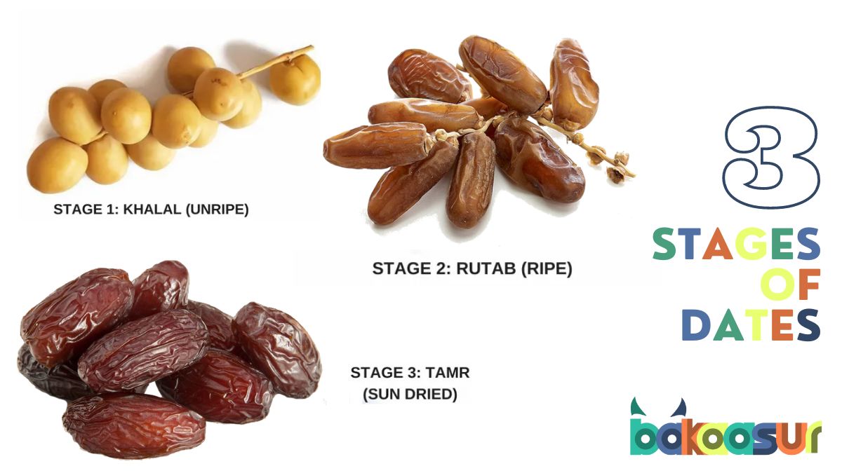 Dates (खजूर) Fresh Dates Vs Dried Dates Which Is Healthier? 10 Amazing Facts Bakaasur The