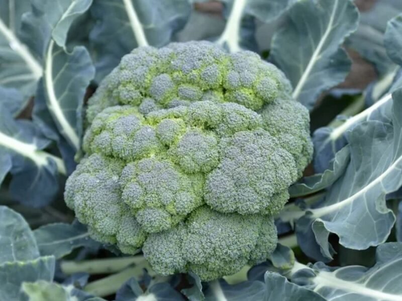 The Wild Roots of Broccoli