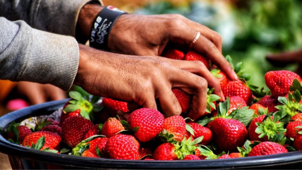 Panchgani Strawberry Cream