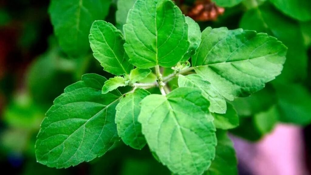 Tulsi | 10 Amazing Health Benefits Of Tulsi