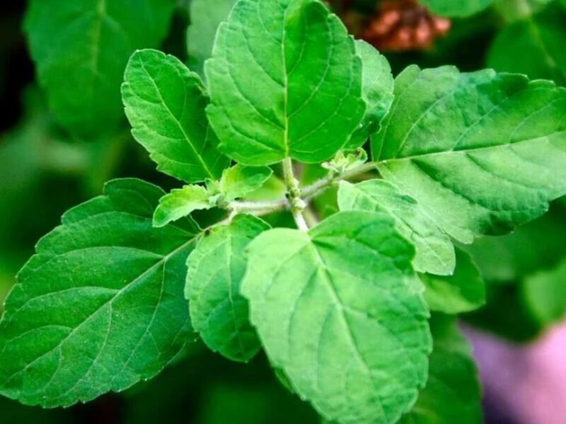Tulsi | 10 Amazing Health Benefits Of Tulsi