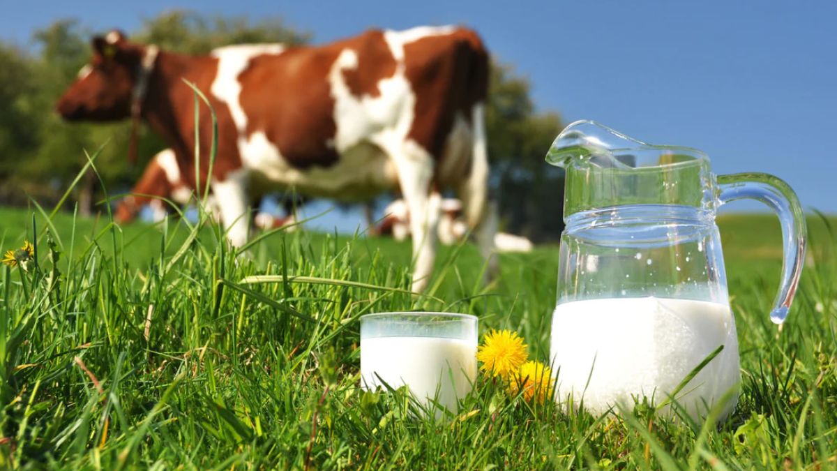 All About Cow Milk 10 Amazing Health Benefits Bakaasur The Food Blog 