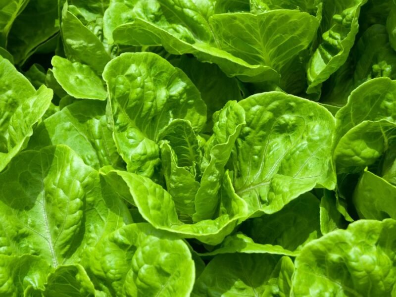 Organic food movement | Local Farmers