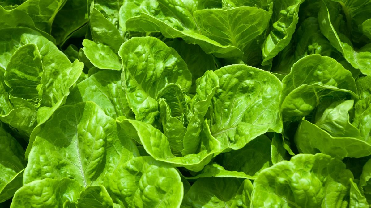 Organic food movement | Local Farmers