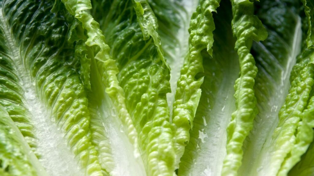 "Health Warning Lettuce Linked To Recent Food Poisoning Outbreak