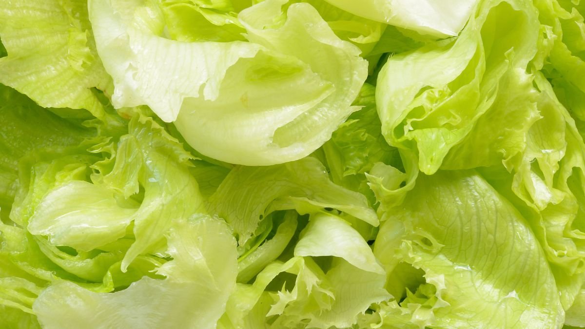lettuce food poisoning