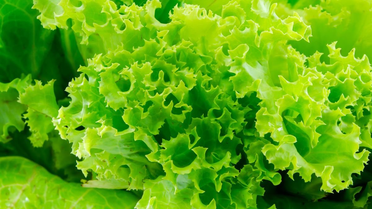 "Health Warning Lettuce Linked To Recent Food Poisoning Outbreak