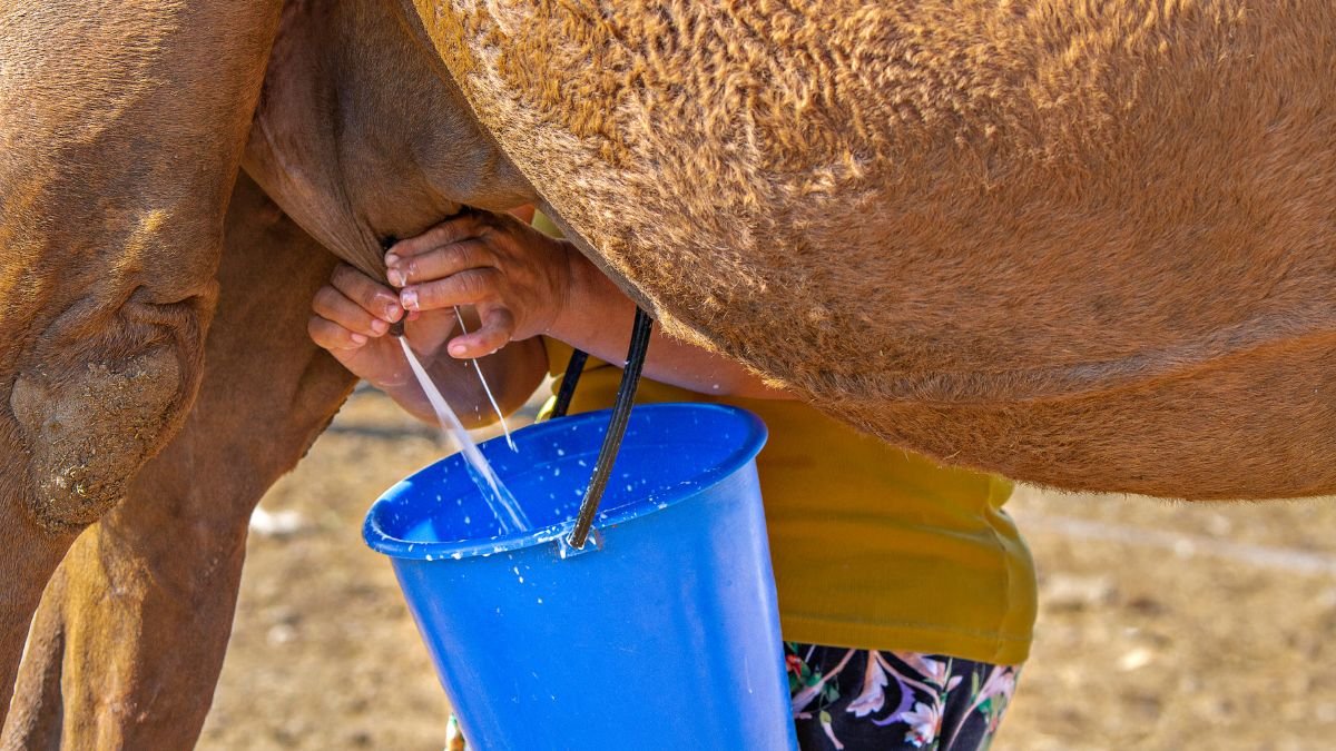 camel milk