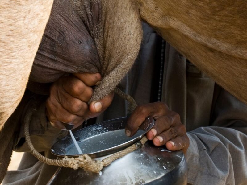 camel milk