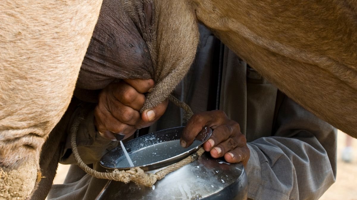 camel milk
