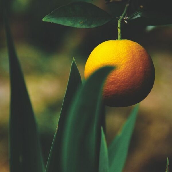 Foods to Eat in Winter for Better Skin Health