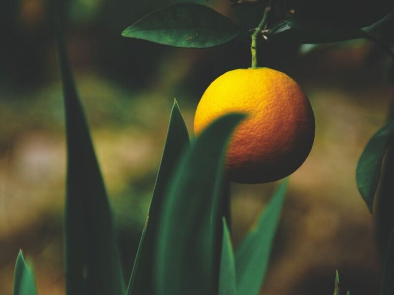 Foods to eat in winter for better skin health, Winter foods for glowing skin, Best foods for skin health in winter, Hydrating foods for skin, Skin-friendly foods for winter,