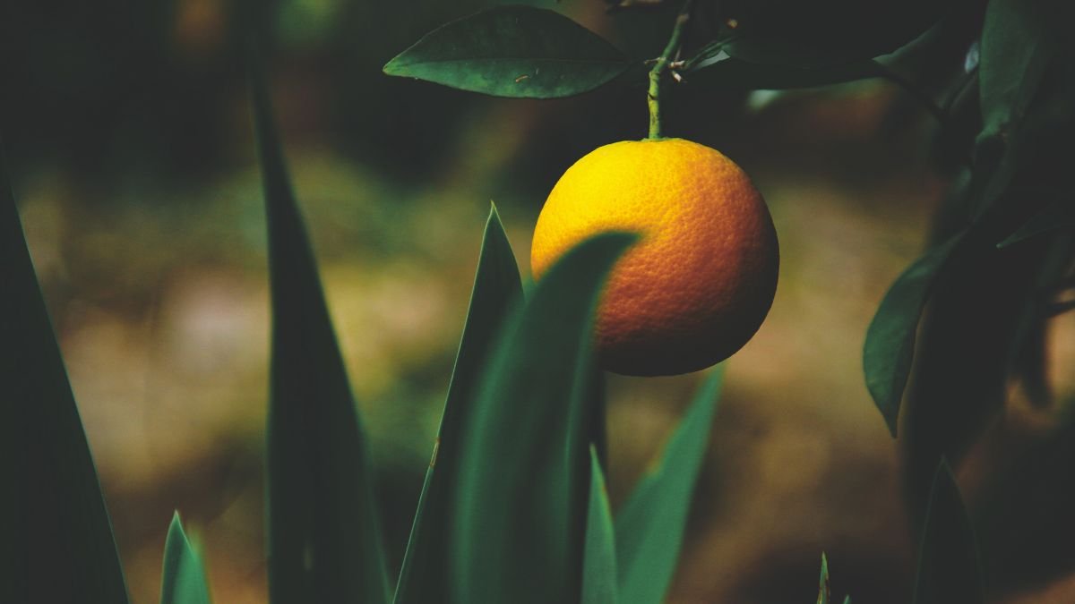 Foods to eat in winter for better skin health,
Winter foods for glowing skin,
Best foods for skin health in winter,
Hydrating foods for skin,
Skin-friendly foods for winter,